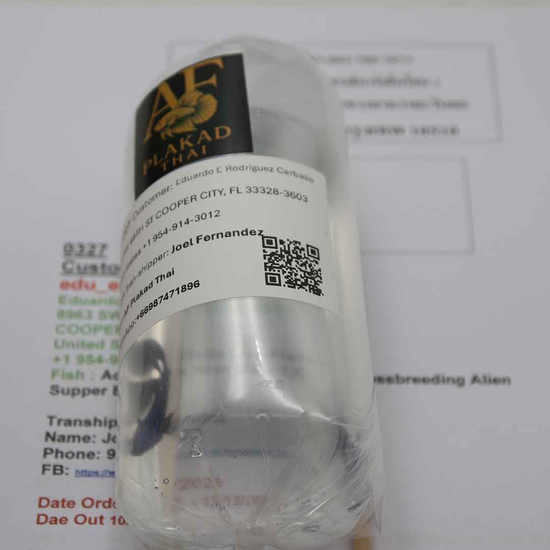 Individual betta bags labeled and prepared for international shipment